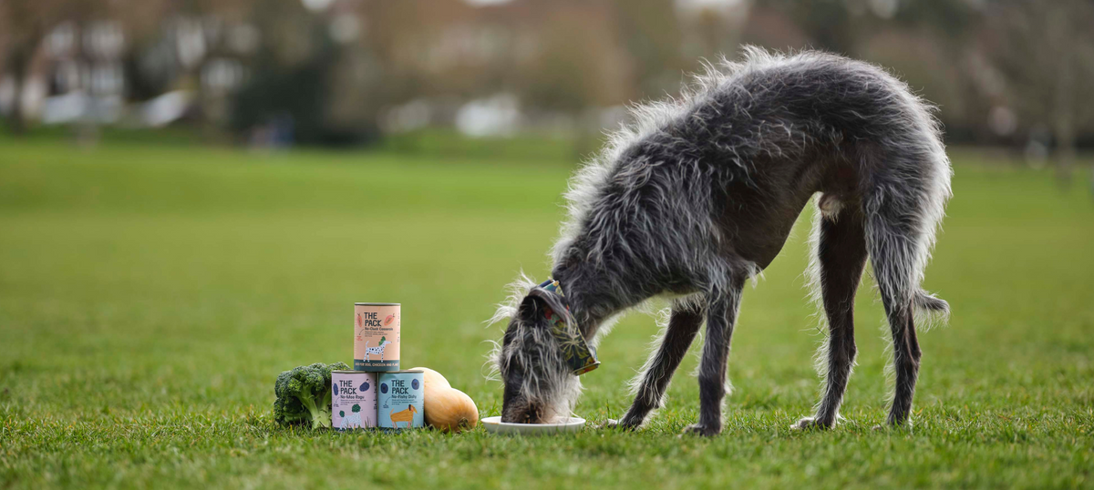 Maintaining Good Gut Health For Your Dog – THE PACK - Sensitive Dog Breeds And Gut Health Diet