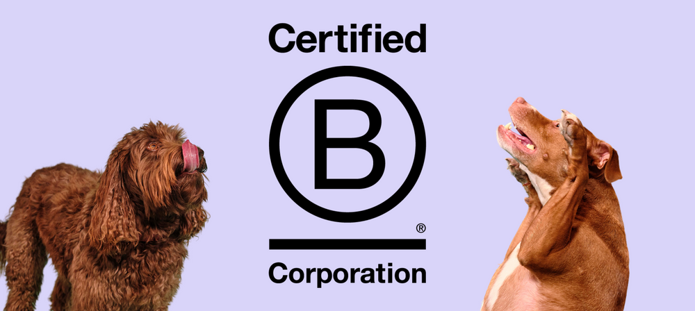 THE PACK Is Barking Proud To Announce We’re Now A Certified B Corporation