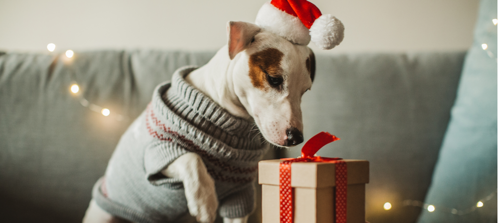 Eco Friendly Gifts for Your Dog This Woof-mas