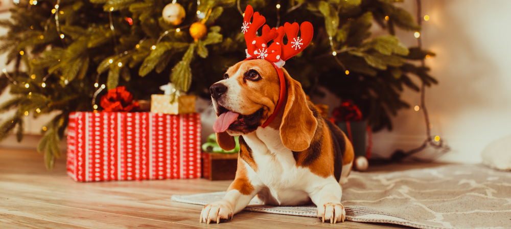 Vegan Christmas Dinner Ins-paw-ration For Your Dog