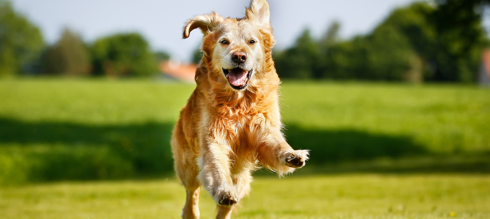 How Much Exercise Does My Dog Need?