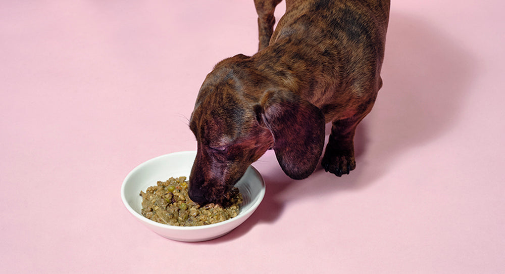 Is It Safe To Feed Vegan Dog Food? Will My Dog Be Healthy?