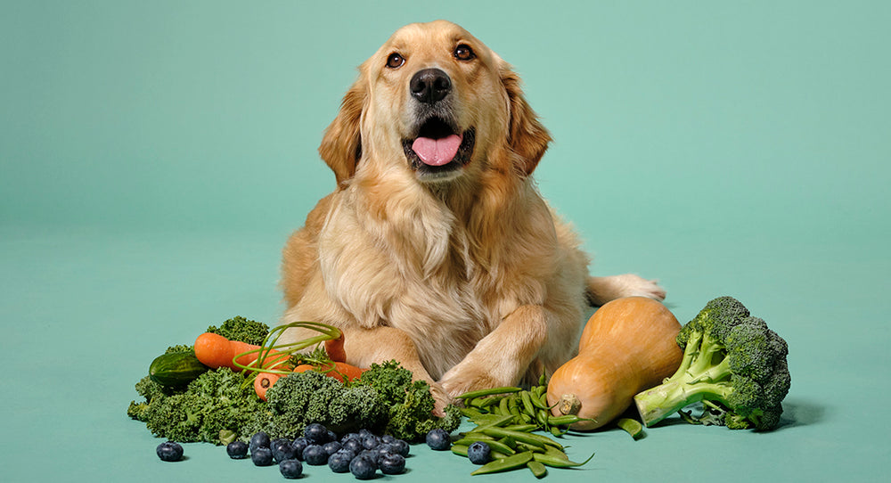 Plant-Based Dog Diets And The Planet
