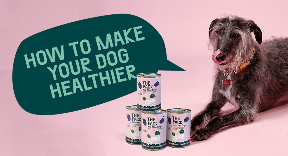 Make My Dog Healthier: Five Canine Complaints THE PACK Can Help With