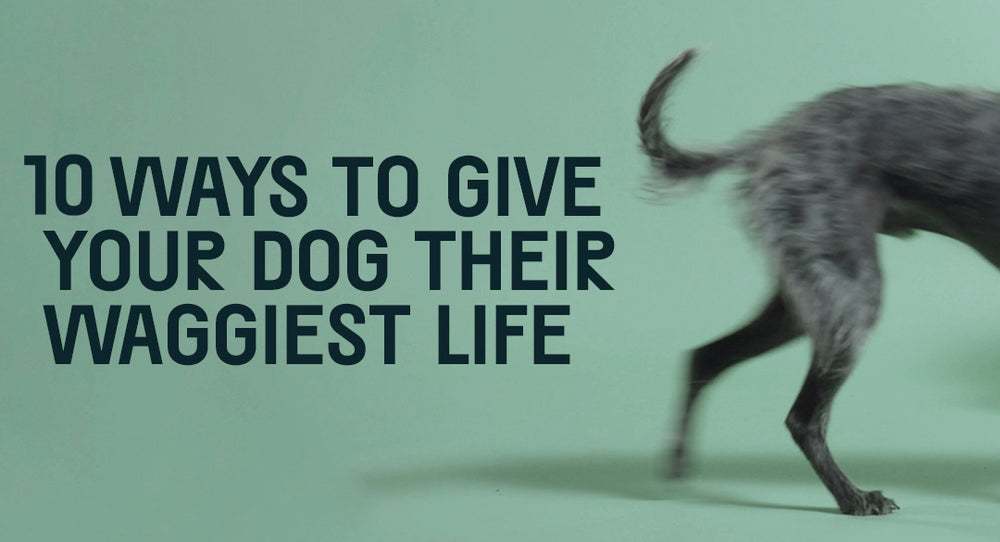 Ten Ways To Give Your Dog a Happy Life