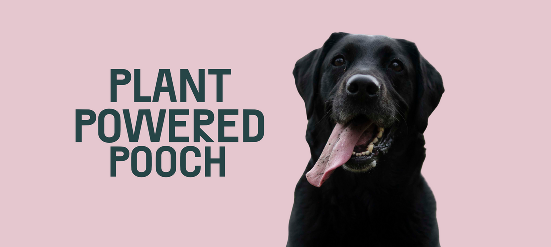 Is The British Veterinary Association Finally Accepting Vegan Dog Food?