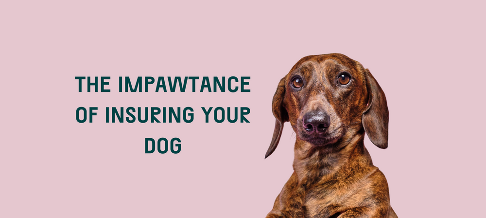 The Impawtance Of Insuring Your Dog