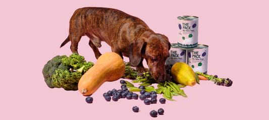 Healthy Treats To Fuel Your Pooch