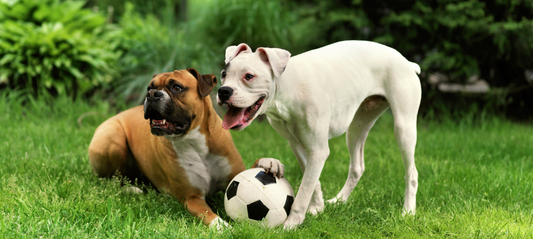 The Importance Of Dog Play