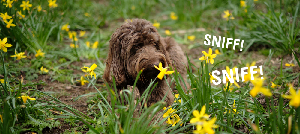 How Different Environments Stimulate Your Dog