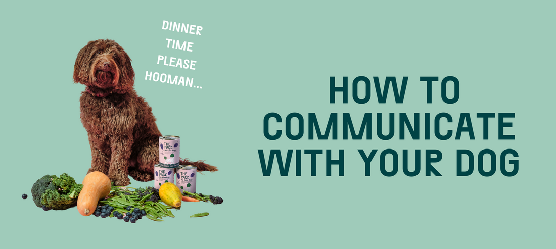 Tail Talk: How To Communicate With Your Dog