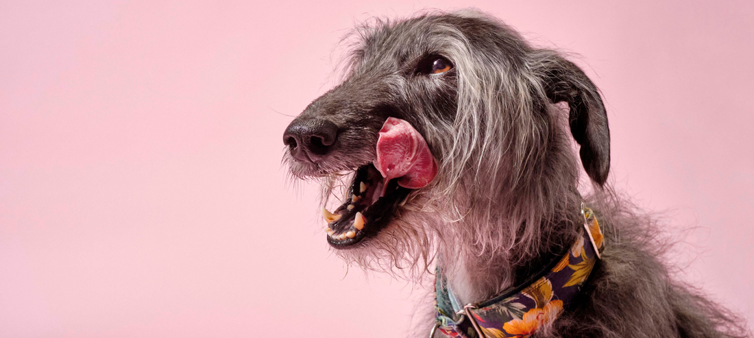 What Are The Most Common Allergens in Dog Food?