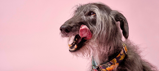 What Are The Most Common Allergens in Dog Food?