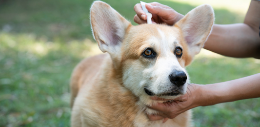 FLEA AND WORMING TREATMENTS FOR YOUR DOG