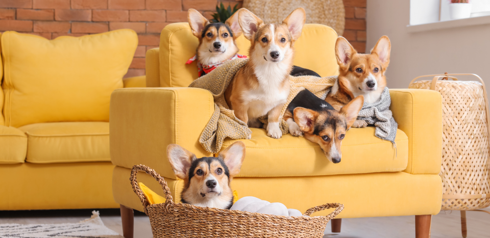 OUR TIPS FOR INTRODUCING AN ADDITIONAL DOG INTO YOUR HOME