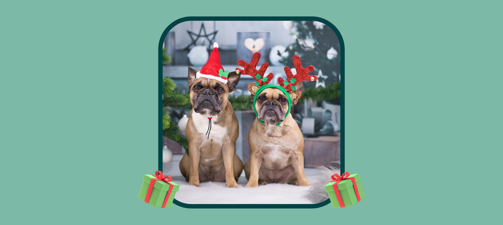 Eco-Friendly Presents For Your Dog
