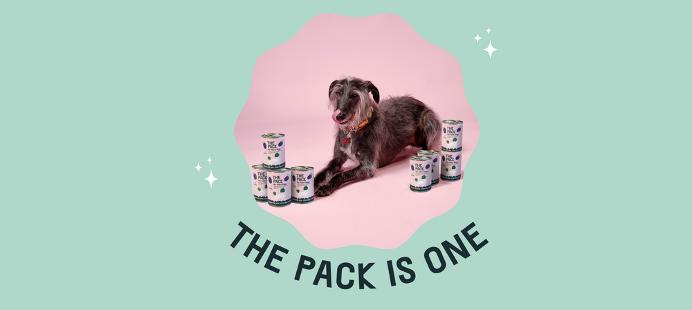 THE PACK Turns One