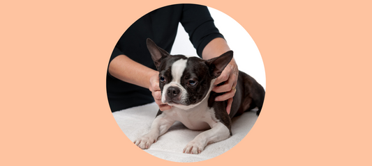 HOW TO GIVE YOUR DOG A MASSAGE