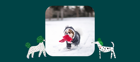 Best Winter Dog Walks in the UK