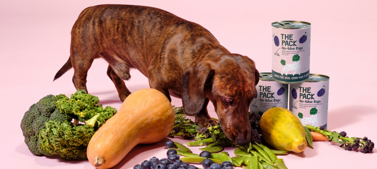 Vegan Dog Food - THE PACK Answers Your Questions