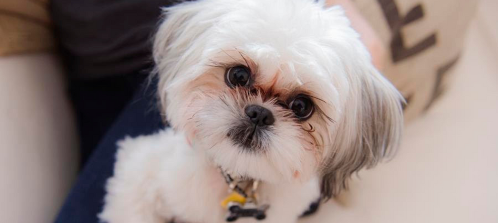 Dog Eyes Shih Tzu Tear Stain Removal White Dog Eye Stain Eye Drops