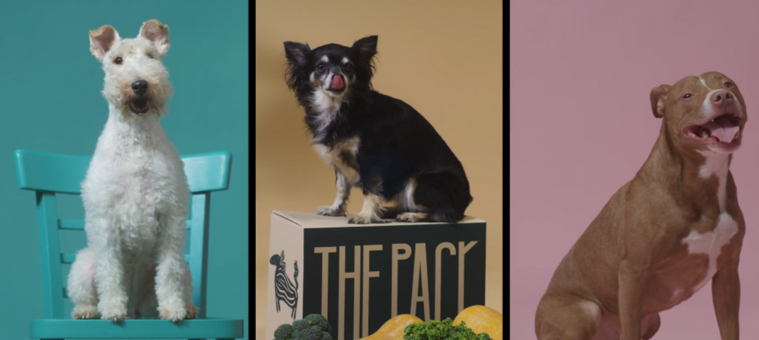 Why Are Functional Ingredients In Dog Food So Impawtant?