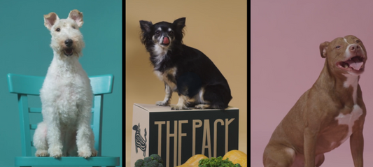 Why Are Functional Ingredients In Dog Food So Impawtant?