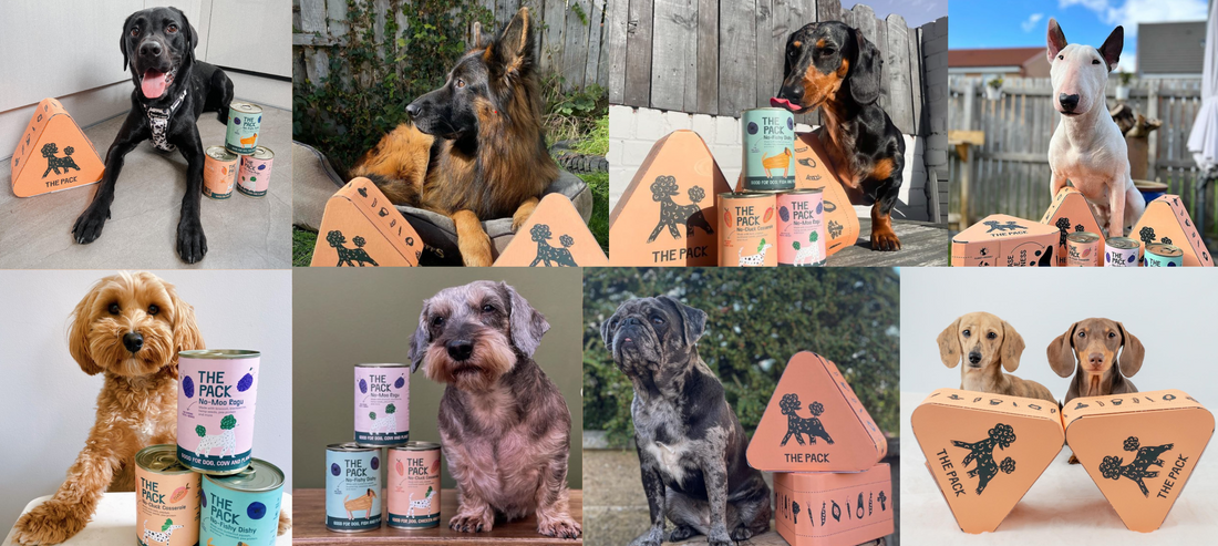 2023 Brings A Double Shot Of Good News For Vegan Dog Food!