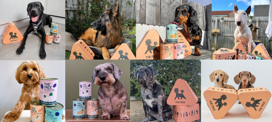 2023 Brings A Double Shot Of Good News For Vegan Dog Food!