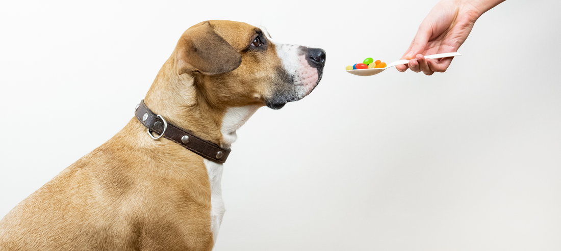 HOW TO GET YOUR DOG TO TAKE THEIR MEDICATION