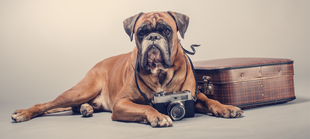 TIPS FOR CAPTURING YOUR DOG’S PAWTRAIT THIS WORLD PHOTOGRAPHY DAY