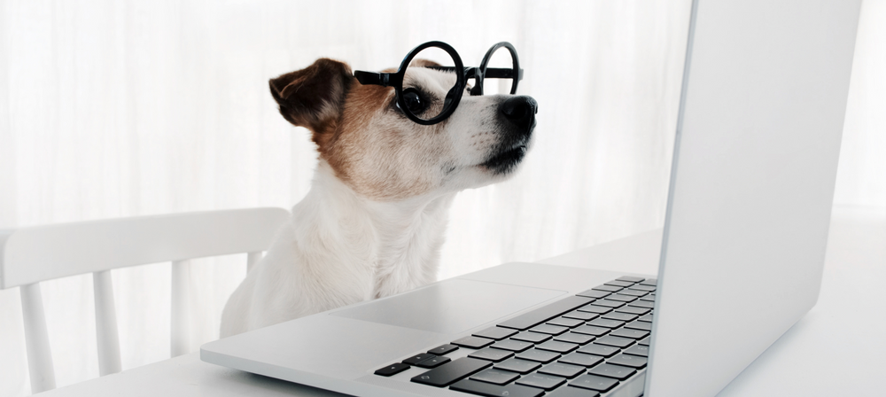 ‘WFH’ – How To Give A Good Structure To Your Dog’s Daily Life