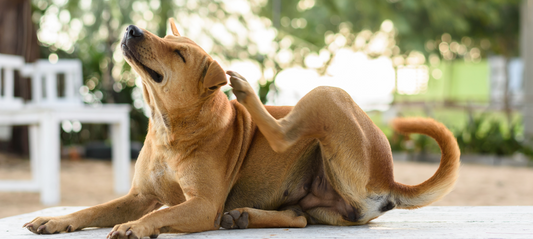 DOG BREEDS MOST PRONE TO ALLERGIES – AND WHAT YOU CAN DO ABOUT IT!