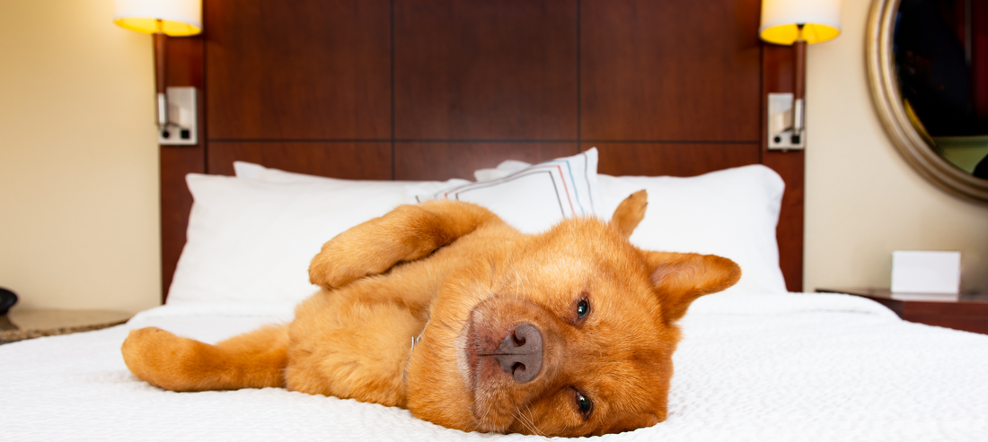 Best Dog Friendly Hotels and B&Bs In The UK