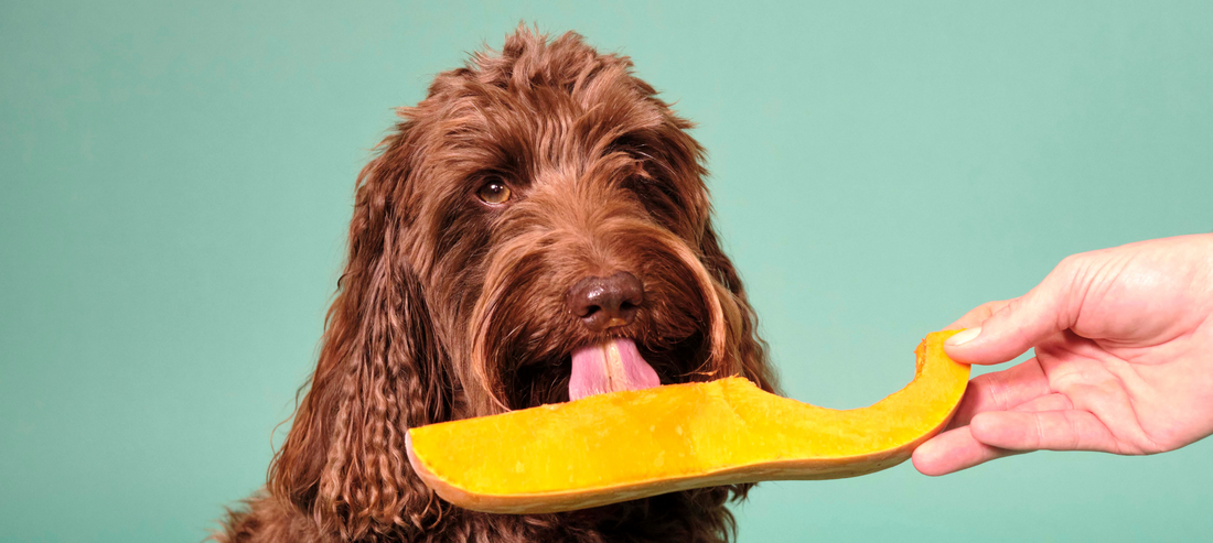 How To Keep Stinky Dog Breath Away