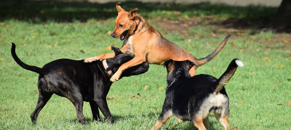 Managing Dog Confrontation & Dealing With A Dog-On-Dog Attack