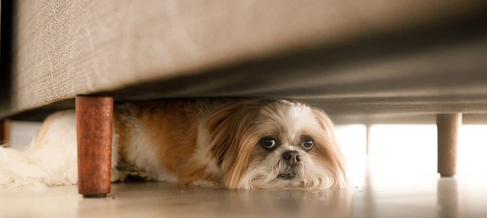Tackling Separation Anxiety In Your Dog
