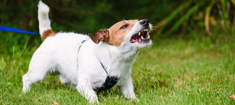 Breaking bad habits: How to get the best out of your dog