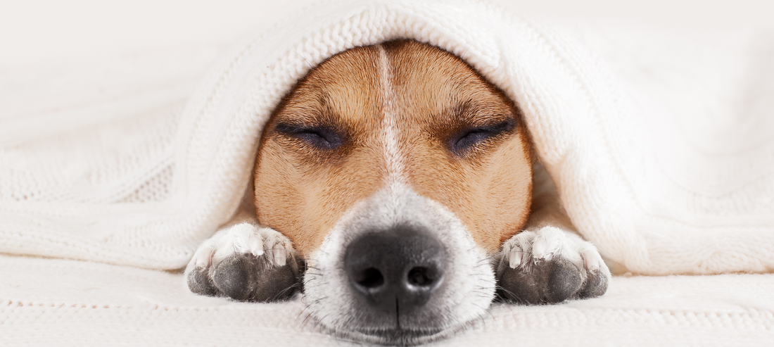 RECOGNISING SIGNS OF PAIN IN OUR DOGS 