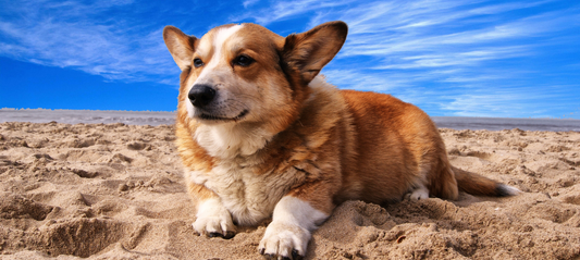 Summer Heat—Keeping Your Pooch Cool and Safe