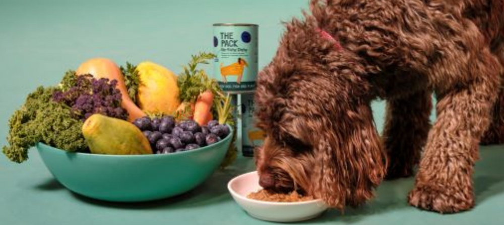 Feeding Your Dog A Mixed & Varied Diet