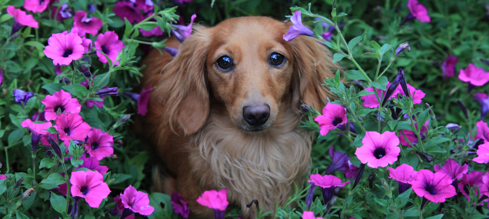 What Plants Are Poisonous To Dogs?