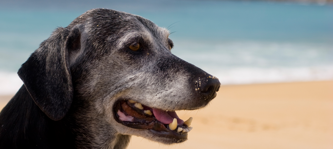 Tips To Keep Your Senior Dog Stimulated