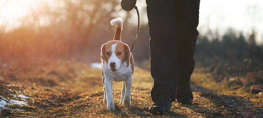 Making the Most of Winter Daylight