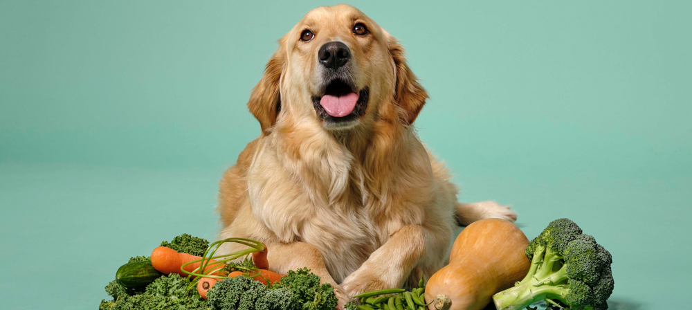 HOW OUR PREMIUM INGREDIENTS HELP YOUR DOG’S HEALTH