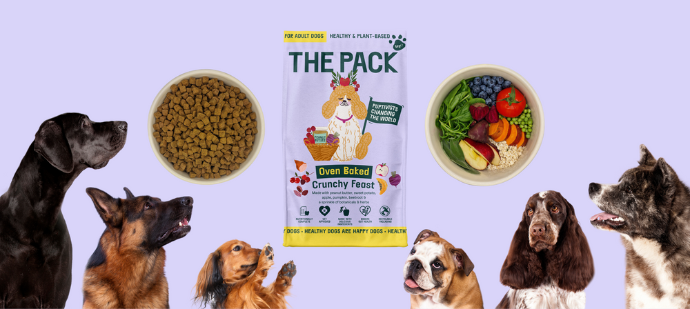 What Do Dogs Think About Our New Plant-Based Dry Kibble?