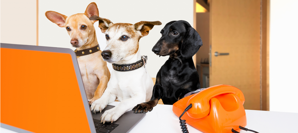 What Are The Most Commonly Asked Questions About Dogs? – THE PACK