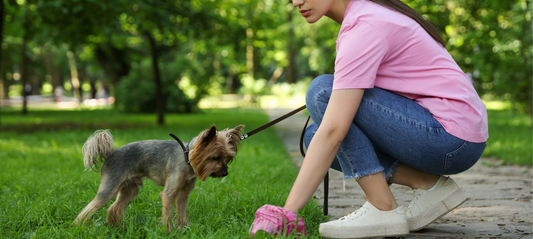 Inflammatory Bowl Disease (IBD) In Dogs: Symptoms, Treatment & Diet Tips