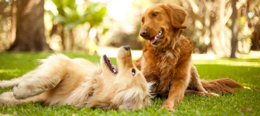 Healthy Pet Food In High Demand