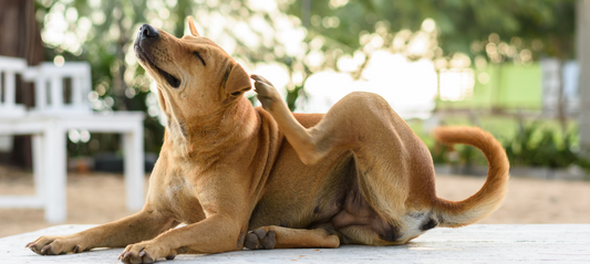 Home Remedies For Dogs With Itchy Skin